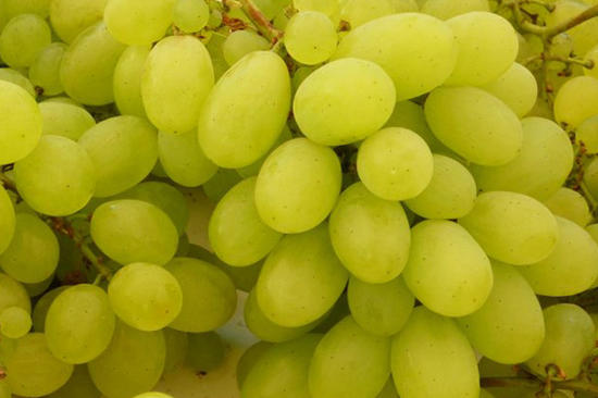 uva-bianca-moscato-italia