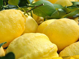 Limone Primofiore a Foglia